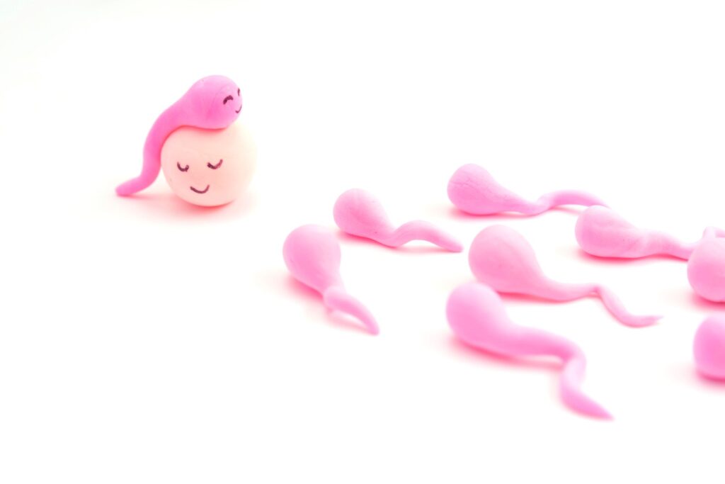 Cute picture of fertility. Sperm finds the egg.
